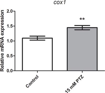 Cyclooxygenase-1 as a Potential Therapeutic Target for Seizure Suppression: Evidences from Zebrafish Pentylenetetrazole-Seizure Model